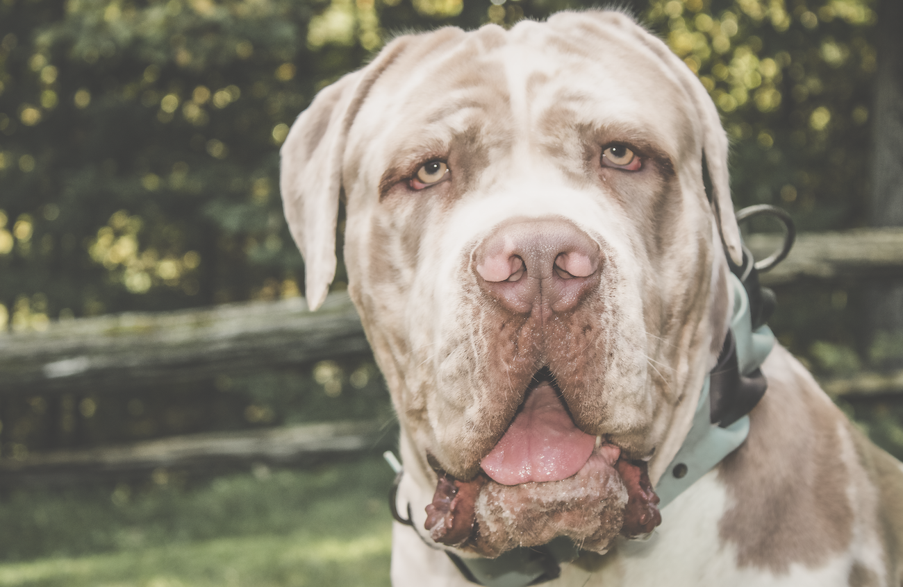 North American Mastiff – NAM Breeder